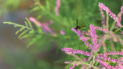 Hymnoptere sur Cotinus coggygria
