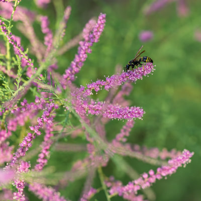  Hymnoptere sur Cotinus coggygria 
