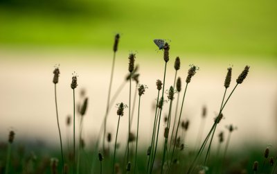  Azur sur Plantin 