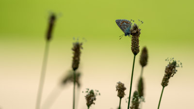  Azur sur Plantin