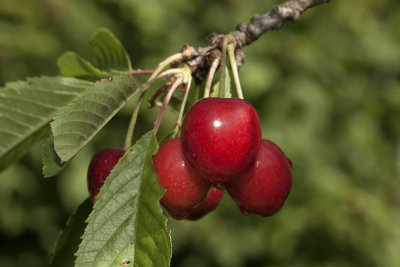 cherries (IMG_4570m.jpg)