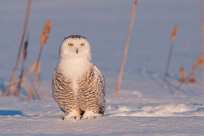 Harfang des neiges - Snowy owl -  Nyctea scandiaca