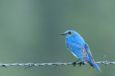 Merlebleu azuré - Mountain bluebird - Sialia currucoides