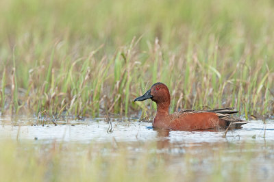 Sarcelle cannelle - Cinnamon teal - Anas cyanoptera