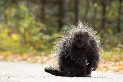 Porc-épic d'Amérique - Porcupine - Erethizon dorsata