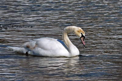 Cygne tubercul.jpg