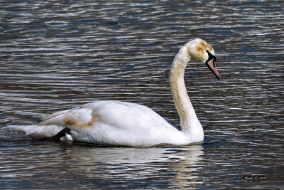 Cygne tubercul.jpg