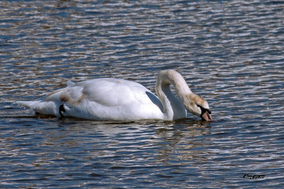 Cygne tubercul.jpg