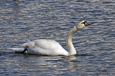 Cygne tubercul.jpg