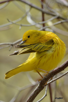 Paruline jaune.jpg