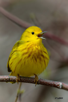 Paruline jaune.jpg