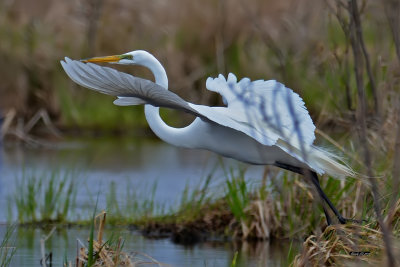 Grande Aigrette.jpg