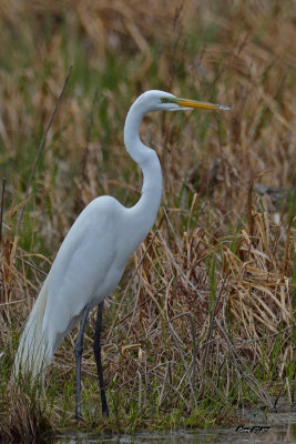 Grande Aigrette.jpg