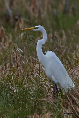 Grande Aigrette.jpg