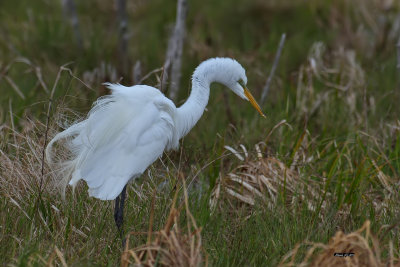 Grande Aigrette.jpg