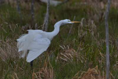 Grande Aigrette.jpg