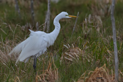 Grande Aigrette.jpg