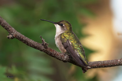 Colibri femelle.jpg