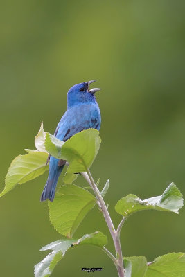 Passerin indigo.jpg