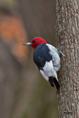Pic à tête rouge.jpg