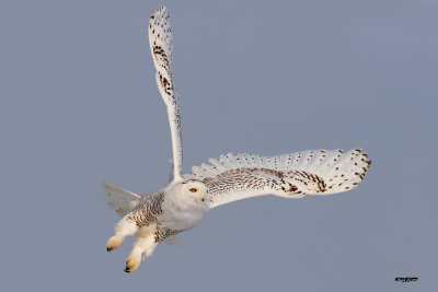 Harfang des neiges - Aroport de St-Hubert.jpg
