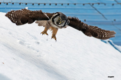 Chouette pervire en chasse.jpg