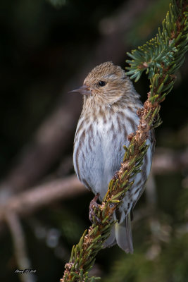 Tarin des pins.jpg