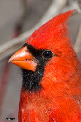 Portrait cardinal rouge mâle.jpg