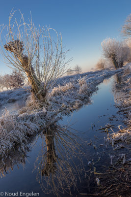 Kingbeek in winter