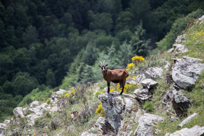 Pyrenees France