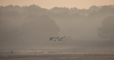 Red deers at dawn