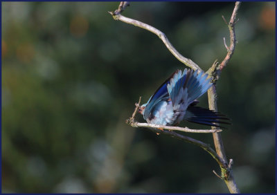 Europian Roller in Denmark.