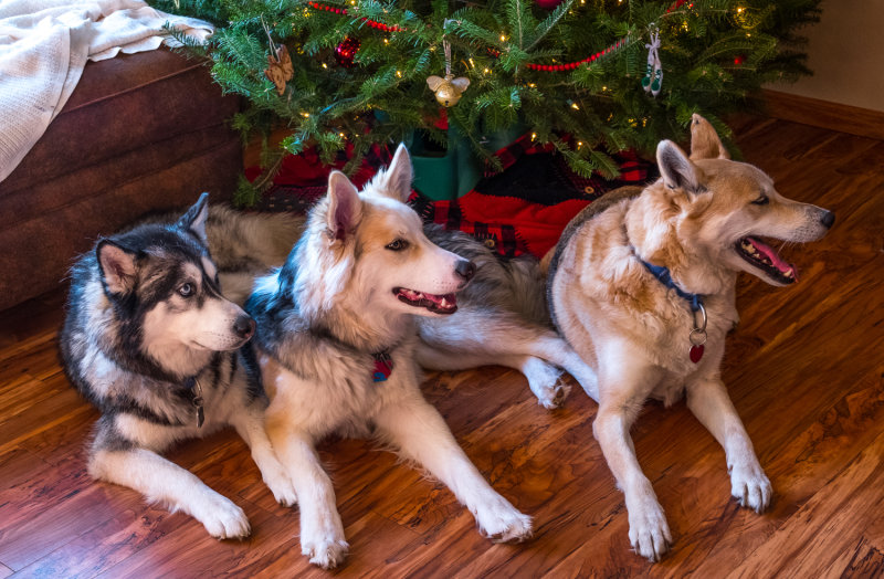 Three Dogs Under the Tree