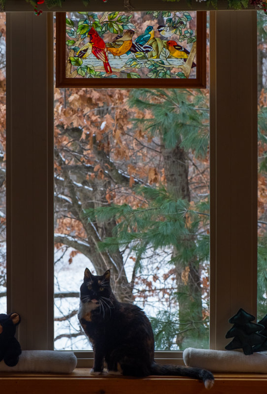 Cat on the Windowsill