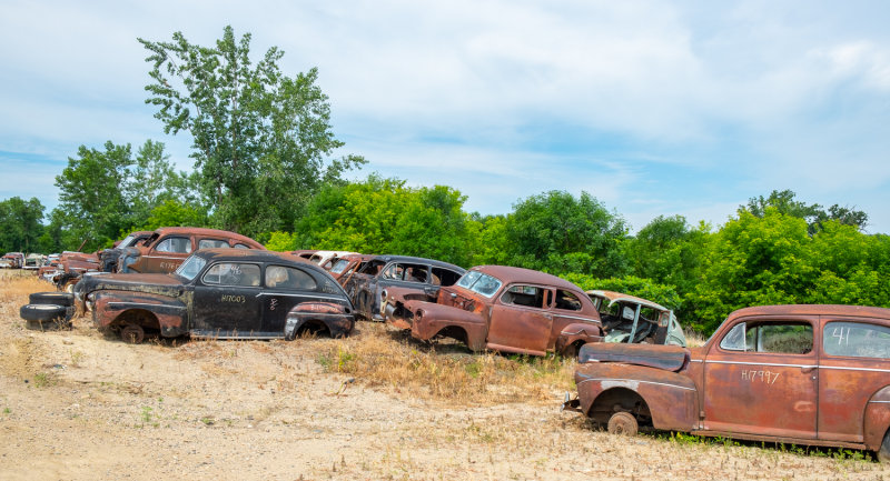 A Field of Fords