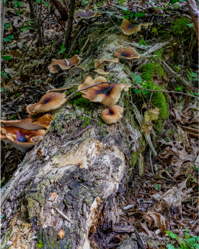 Fungi on a Rotting Log