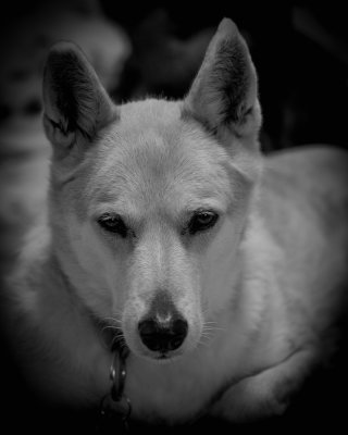 Dog Face
