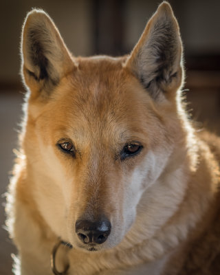 Misha With Backlighting