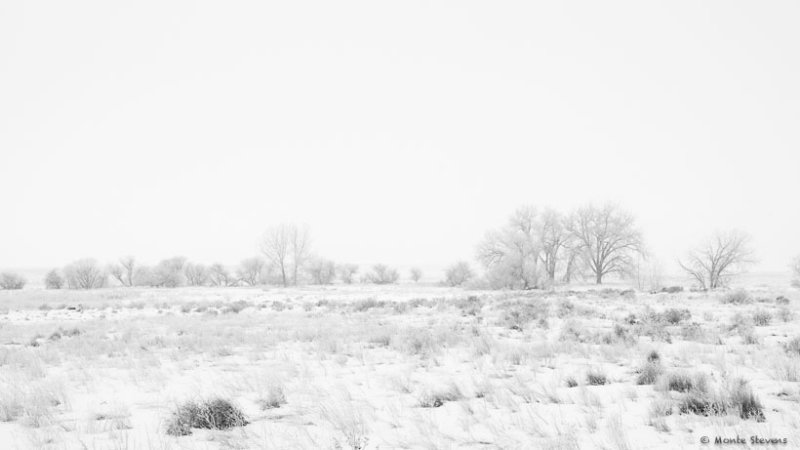 Snowing at the Arapahoe Bend Nature Area 