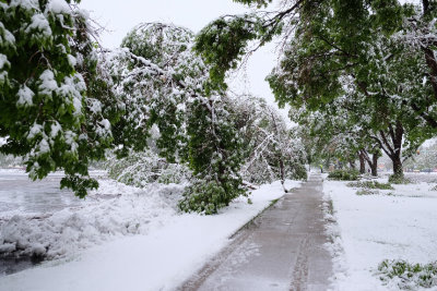 Spring Snow Storm