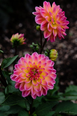 More from the gardens