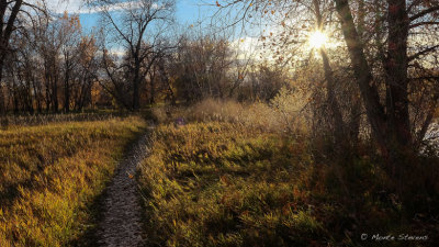 Afternoon Starburst Along the Trail 