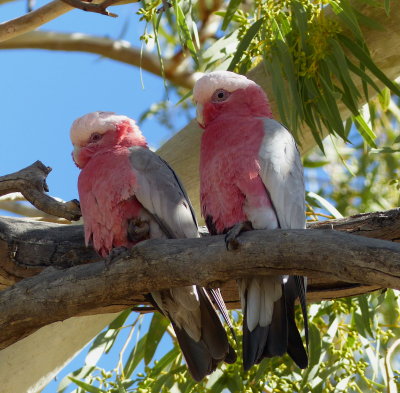 Birdlife at Eringa Waterhole