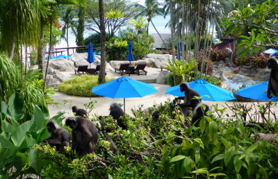 monkeys at Berjaya Langkawi Resort