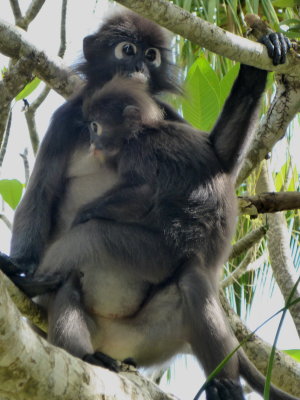 monkeys at Berjaya Langkawi Resort