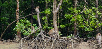 Mangrove Tour, Kilim Forest Geoforest Park