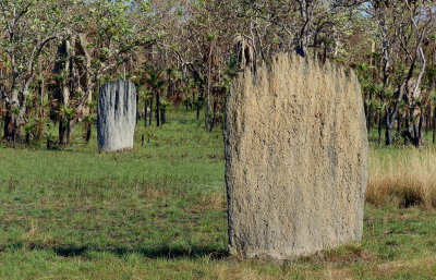 Termite Mounds, Litchfield National Park, NT