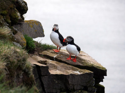 Puffin Couple