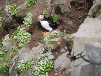 Puffin Walks on Flowers