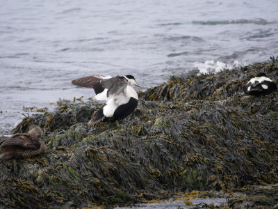 Eider Ducks